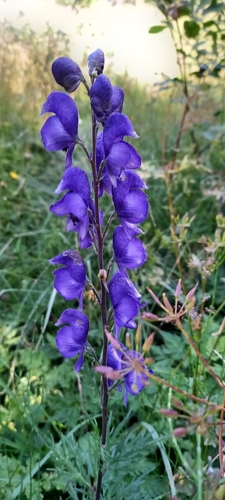 Aconitum napellus (Common Monkshood) (alternate view 3)