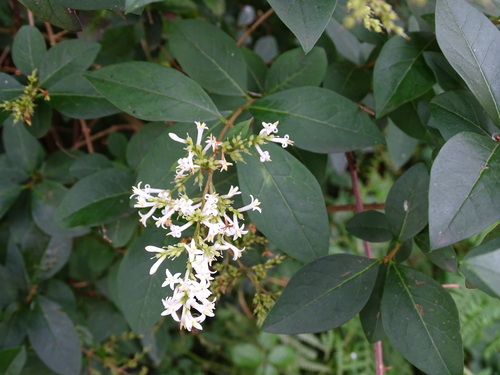 Ligustrum ovalifolium (garden privet)