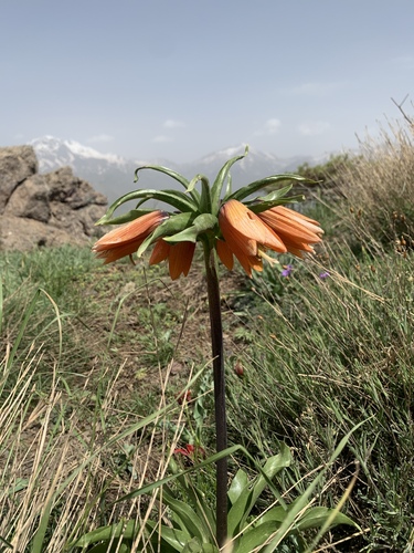 Fritillaria imperialis (crown imperial) (alternate view 3)