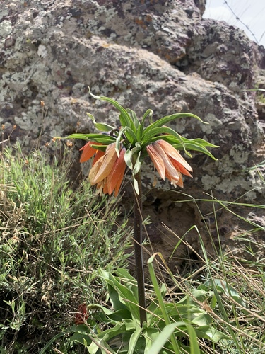 Fritillaria imperialis (crown imperial) (alternate view 4)