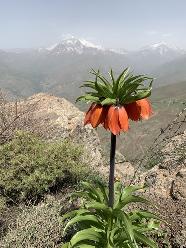 Fritillaria imperialis (crown imperial) (alternate view 2)