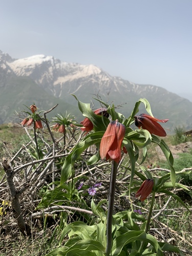 Fritillaria imperialis (crown imperial) (alternate view 5)