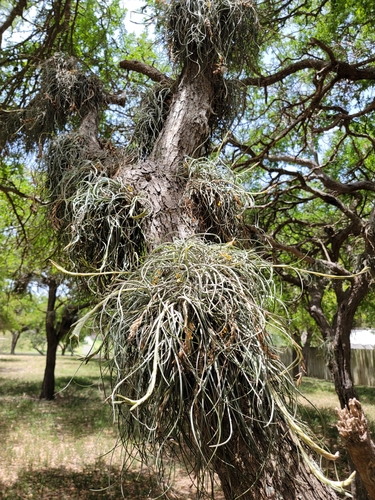 Tillandsia (Air Plant) (alternate view 6)