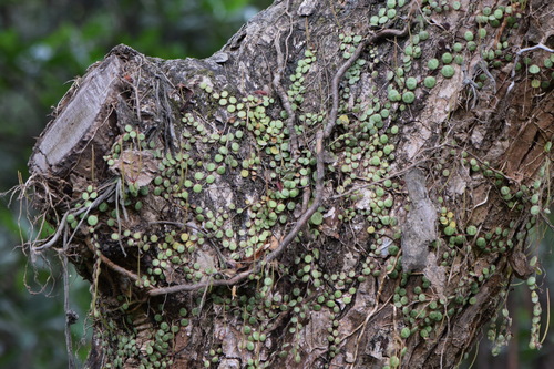 Peperomia prostrata (String of Turtles) (alternate view 4)