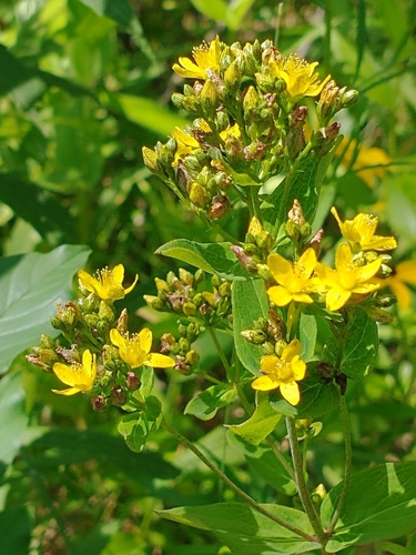 Hypericum punctatum (spotted St. John's wort)