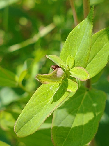 Hypericum punctatum (spotted St. John's wort) (alternate view 2)