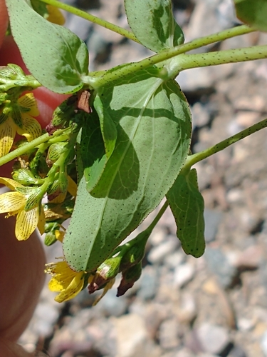 Hypericum punctatum (spotted St. John's wort) (alternate view 3)