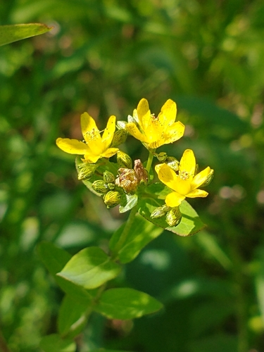 Hypericum punctatum (spotted St. John's wort) (alternate view 4)