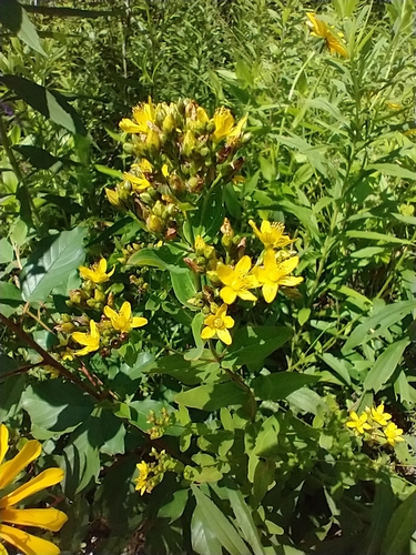Hypericum punctatum (spotted St. John's wort) (alternate view 5)