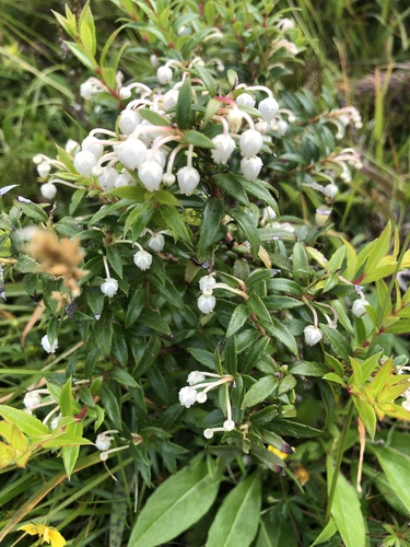 Gaultheria mucronata (Chilean pernettya) (alternate view 9)