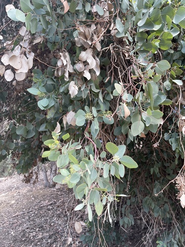 Eucalyptus polyanthemos (Silver Dollar Gum) (alternate view 3)