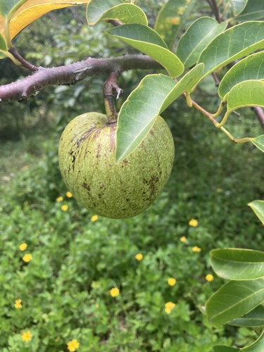 Annona glabra (Pond Apple) (alternate view 2)