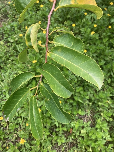 Annona glabra (Pond Apple) (alternate view 3)