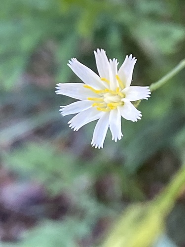 Hieracium albiflorum (white hawkweed)