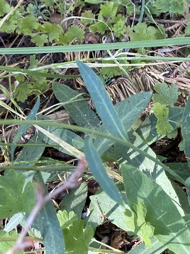 Hieracium albiflorum (white hawkweed) (alternate view 2)
