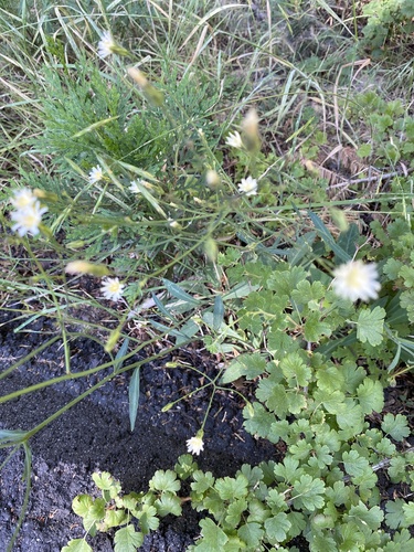Hieracium albiflorum (white hawkweed) (alternate view 3)