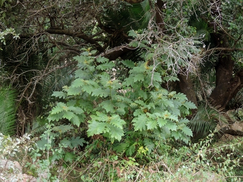 Solanum chrysotrichum (giant devil's-fig) (alternate view 6)