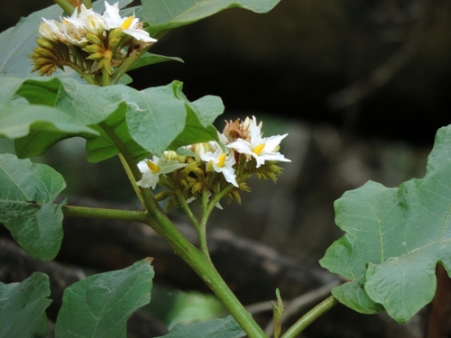 Solanum chrysotrichum (giant devil's-fig) (alternate view 7)