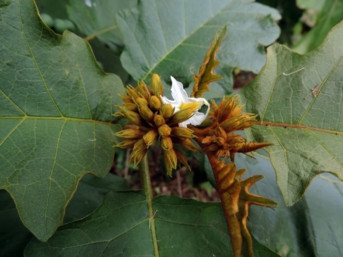Solanum chrysotrichum (giant devil's-fig) (alternate view 8)