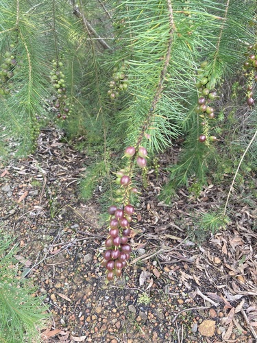 Persoonia pinifolia (Pine-leaf Geebung) (alternate view 3)