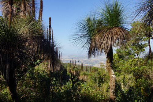 Xanthorrhoea glauca (Queensland Grasstree)