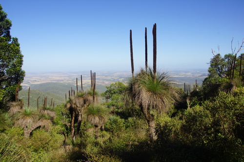 Xanthorrhoea glauca (Queensland Grasstree) (alternate view 2)