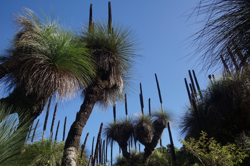 Xanthorrhoea glauca (Queensland Grasstree) (alternate view 3)