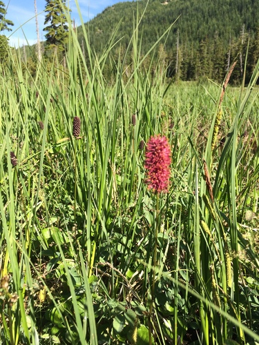 Sanguisorba (burnets) (alternate view 10)