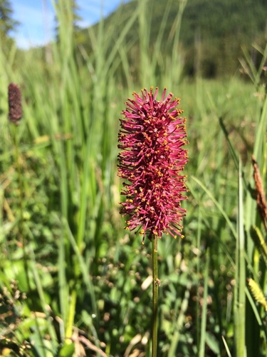 Sanguisorba (burnets) (alternate view 9)