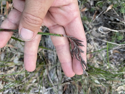 Lepidosperma laterale (variable sword-sedge)