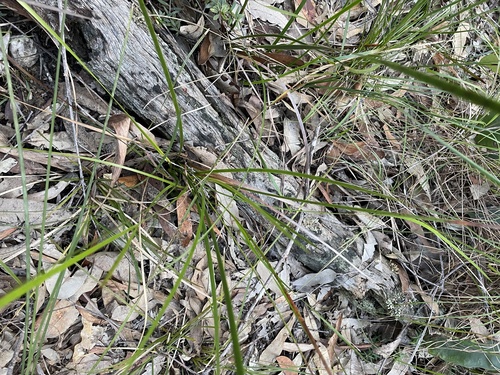 Lepidosperma laterale (variable sword-sedge) (alternate view 2)