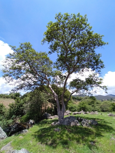 Psidium guajava (White Guava)