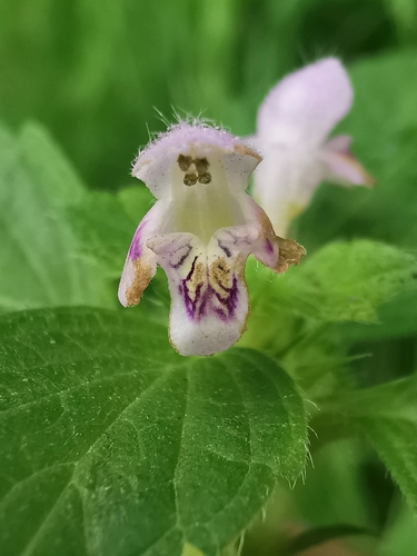 Galeopsis bifida (Bifid Hemp-nettle)