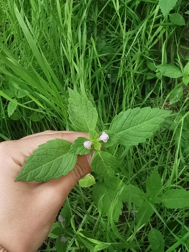 Galeopsis bifida (Bifid Hemp-nettle)