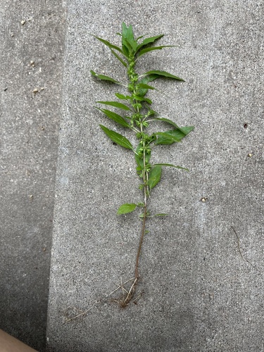 Parietaria pensylvanica (Pennsylvania pellitory) (alternate view 2)