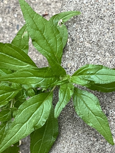 Parietaria pensylvanica (Pennsylvania pellitory) (alternate view 3)