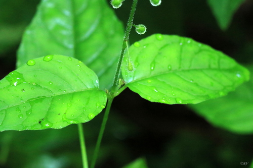 Circaea lutetiana (enchanter's-nightshade)