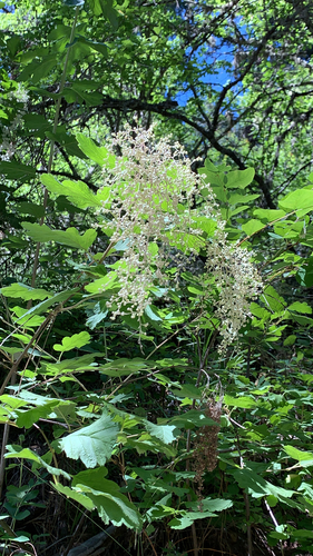 Holodiscus discolor (ocean spray) (alternate view 5)
