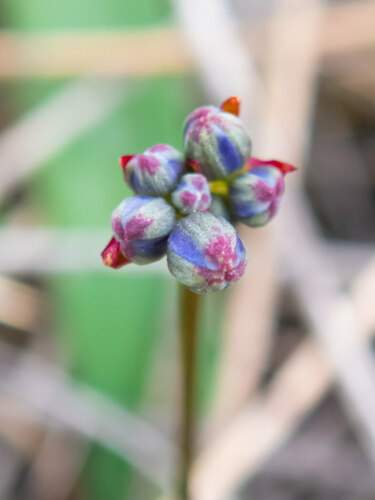 Chamaescilla corymbosa (Blue Stars) (alternate view 5)