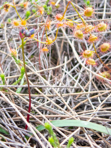 Chamaescilla corymbosa (Blue Stars) (alternate view 6)