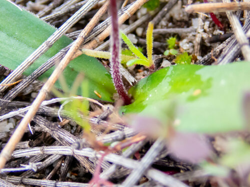 Chamaescilla corymbosa (Blue Stars) (alternate view 7)