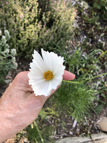 Cosmos bipinnatus (cosmos) (alternate view 6)