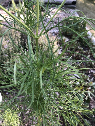 Cosmos bipinnatus (cosmos) (alternate view 7)