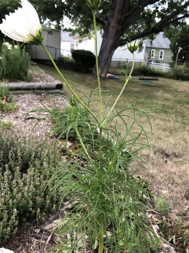 Cosmos bipinnatus (cosmos) (alternate view 8)