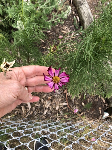 Cosmos bipinnatus (cosmos) (alternate view 9)