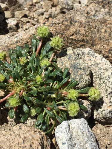 Calyptridium (pussypaws)
