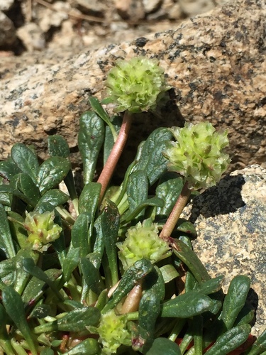 Calyptridium (pussypaws) (alternate view 2)