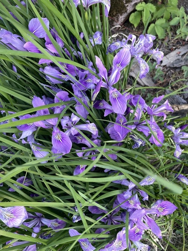 Iris tenax (Oregon Flag Iris) (alternate view 5)
