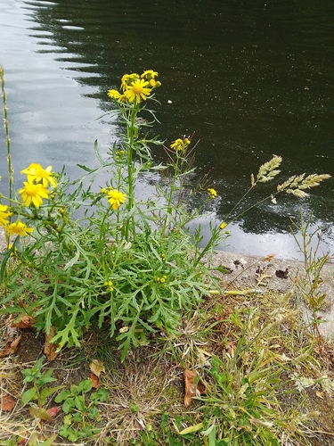 Senecio squalidus (Oxford Ragwort)