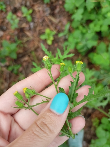 Senecio viscosus (Sticky Groundsel)